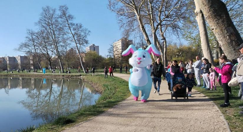 Ajkán fogták meg a Tovafutó nyuszit (veol.hu)