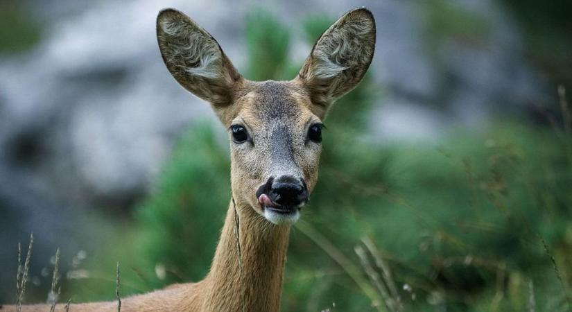 Hihetetlen felvétel terjed a közösségi oldalon egy őzről