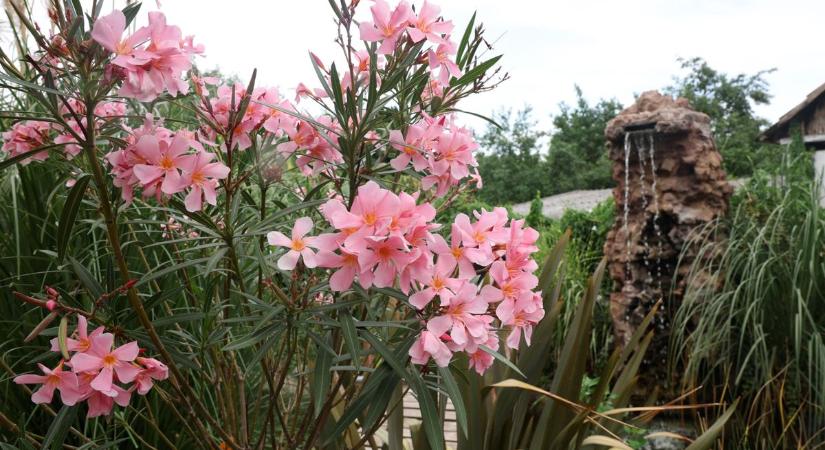A tél megtizedelte a leandereket – de egy egyszerű trükk csodát tesz velük