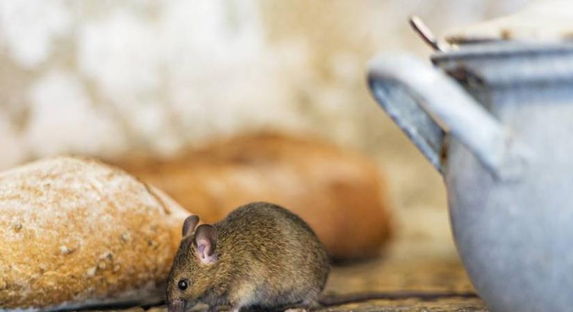 Meglepődnél, hogy jutnak be a rágcsálók a házba: így védekezhetsz ellenünk