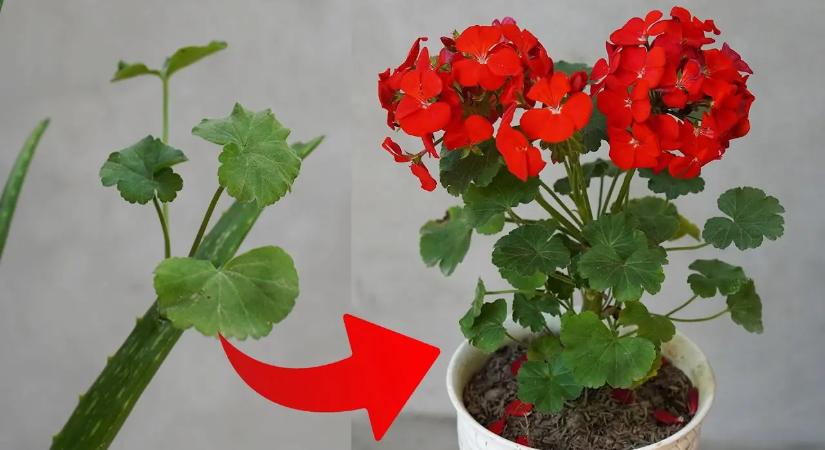 Mutatunk pár tippek, amitől a muskátlik ontják a virágot – Balassagyarmati rokonom így csináltam