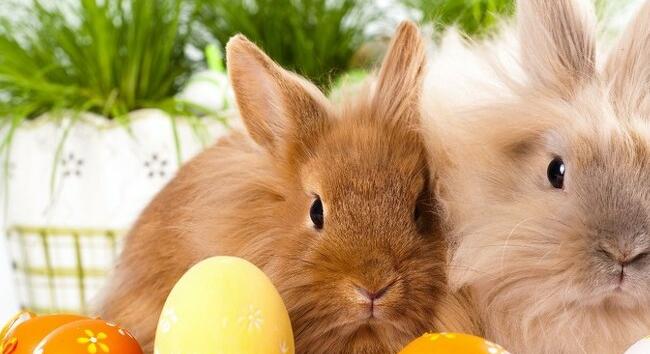 Honnan ered a húsvéti tojást tojó nyúl története?