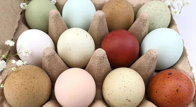 Húsvéti tojás: kiderült, miért különböző színűek – és nem az, amit hinnél