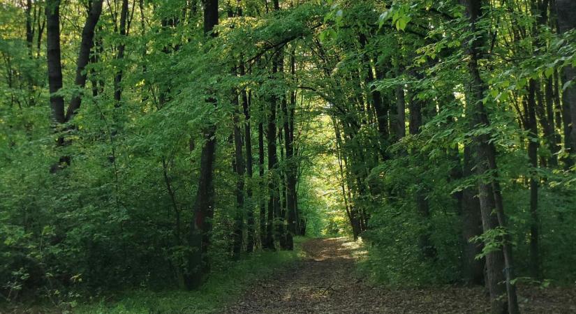 Kirándulni ment a lányuk, azóta nem ment haza – nincs egy nyugodt napja a szülőknek, a nyilvánossághoz fordultak