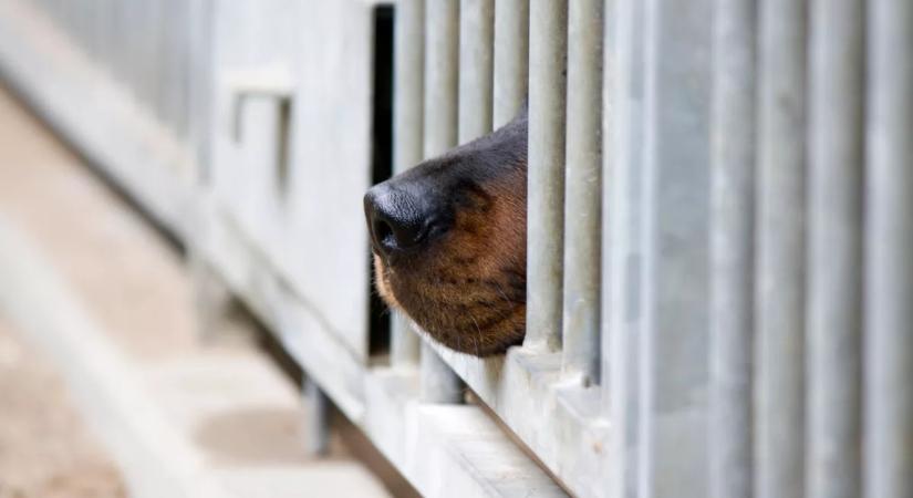 Állatmentőket hívtak ki egy idős nő kutyáihoz: sokkoló látvány fogadta őket a helyszínen