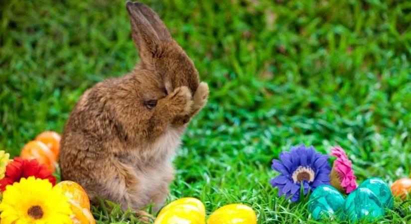 Ovádi Péter figyelmeztet: emiatt ne vásárolj nyulat húsvétra! (videó)