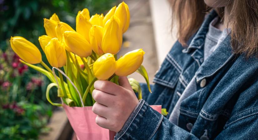 Tulipánszüret 2026: ide látogass el a húsvéti hosszú hétvégén