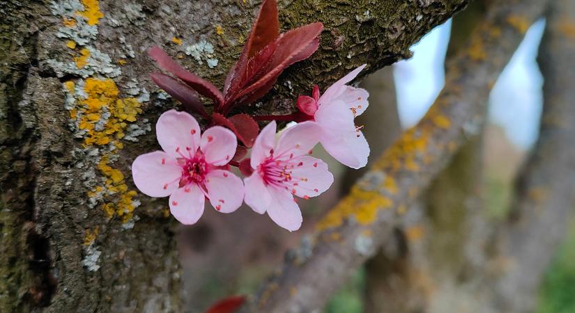 Vége a tavaszi melegnek: Húsvéthétfőn hidegfront és lehűlés érkezik
