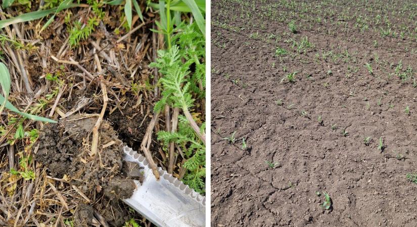 Talajstratégiák III. – Az erózió nem ott a legerősebb, ahol várnánk