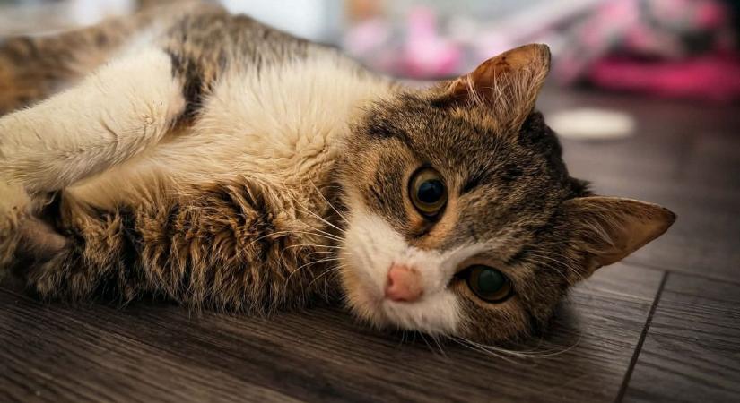 Újabb fejezet a barcsi csodamacska életében: Főnix már az ágyra is felugrik a súlyos műtétek után