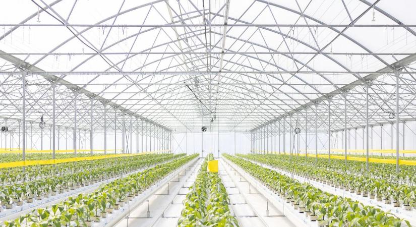 Szentesen a jövő kertészete épül