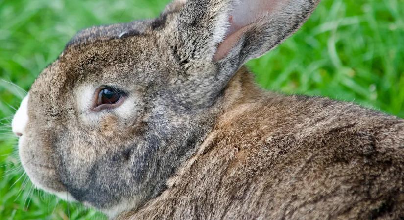 Ha húsvét, akkor lerántjuk a leplet a nyuszifüles szexpóz rejtelmeiről – csak haladóknak ajánlott!