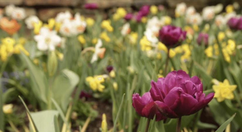 Hétfőig kitart a jó idő, de húsvét után újra jönnek a hideg reggelek