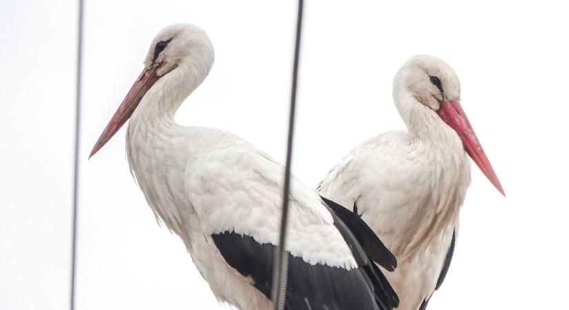 Hazatértek a gólyák: készülnek a fészkek Nemesvámoson és Veszprémben (galéria)