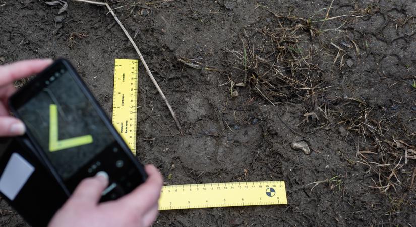 Miért kevésbé stresszes a medve, ha bemegy az ember lakta területre?