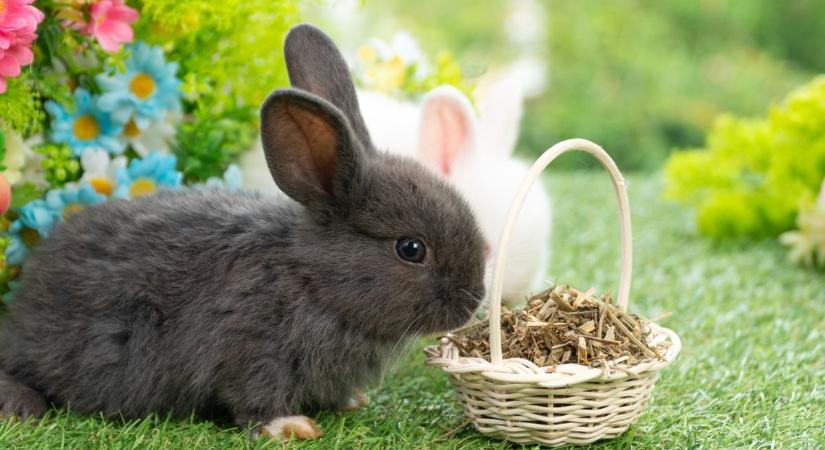 Tedd magad próbára! Hányat ismersz ezekből a locsolóversekből?