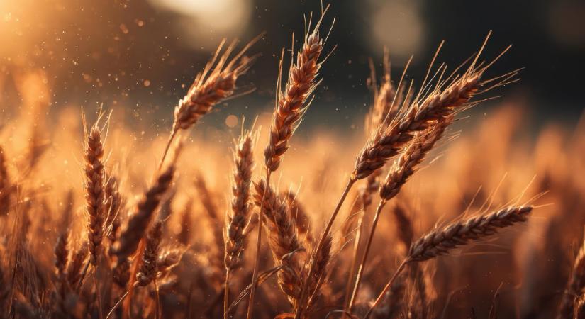 Tovább nőttek a világ élelmiszerárai