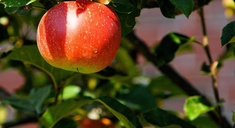 Egyszerre került nyomás alá és kapott új lendületet a magyar gyümölcságazat