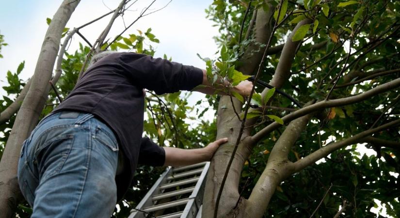 Kevesen tudják, de ezért a tulajdonos felel a saját kertjében