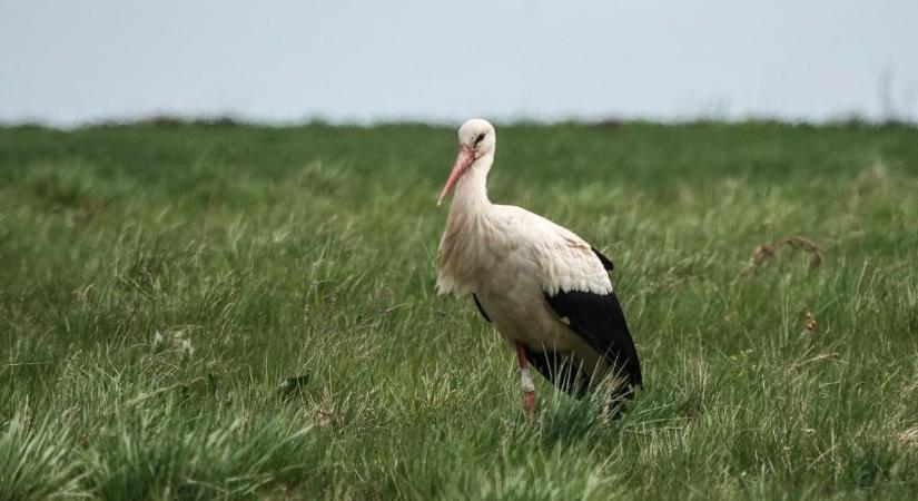 Húsvét hétfői időjárás-előrejelzés: napsütés és szél vár ránk