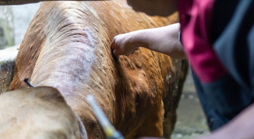 Egyetlen beteg állat miatt az egész telep oda lehet: elég a kényszervágásokból?