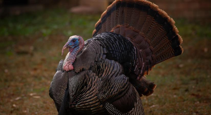 Heti hírösszefoglaló – Ismét erősödik a pulykaágazat