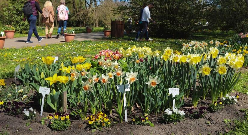Virágba borult az SZTE Füvészkert – ráadásul szinte minden ösvényen meglepetés várja a látogatókat