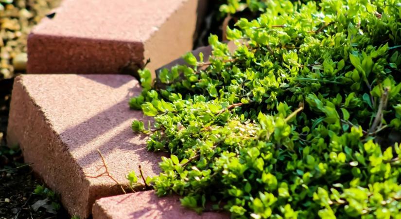 Elég 5 régi tégla és fél óra – az eredmény olyan virágágyás, mintha egy angol kertben lennél