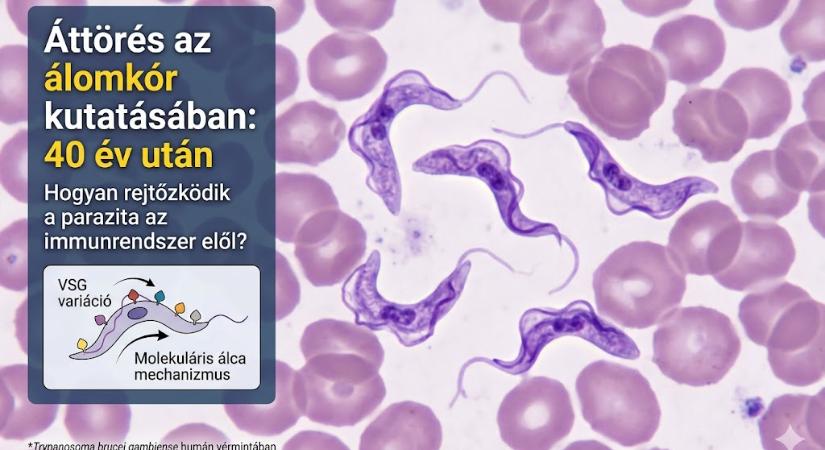 Az álomkór évekig láthatatlan maradhat az emberi szervezetben: 40 év után áttörést értek el a kutatók