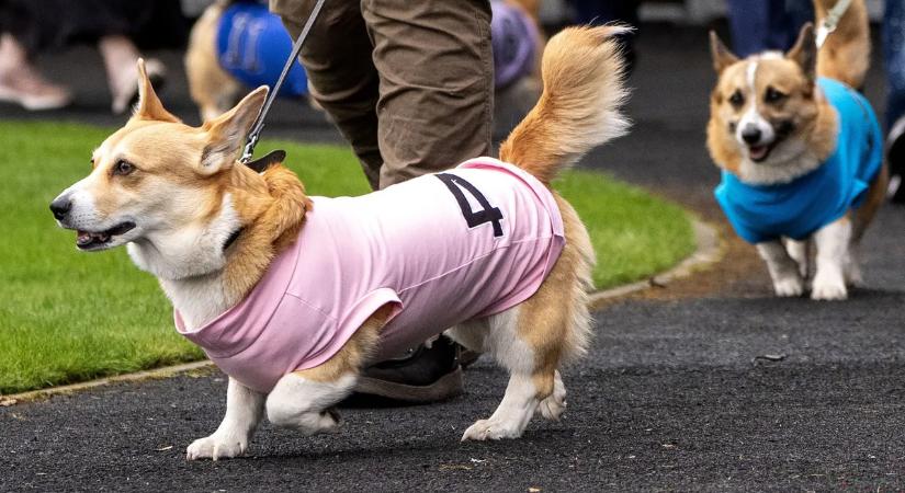 Új corgi nyerte az II. Erzsébet királynő tiszteletére rendezett derbit