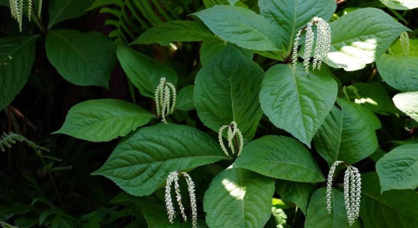 A kertben ezt a 3 növényt ne ültesse el, gyorsan átvehetik az uralmat