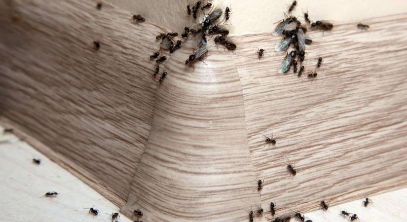 Hangyainvázió a konyhában? 3 makacs tévhit és a valódi megoldás