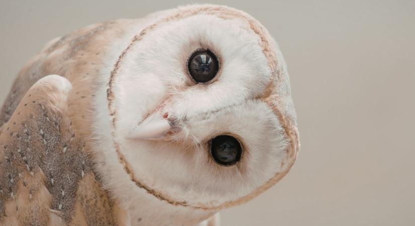 21 érdekes tény, amitől kiemelkedően műveltnek tűnhetsz