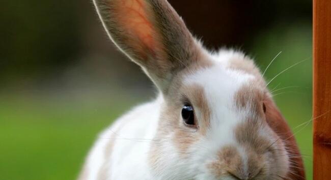 Egy kis meglepetést hoz a húsvéti nyuszi - Friss előrejelzés hétfőre