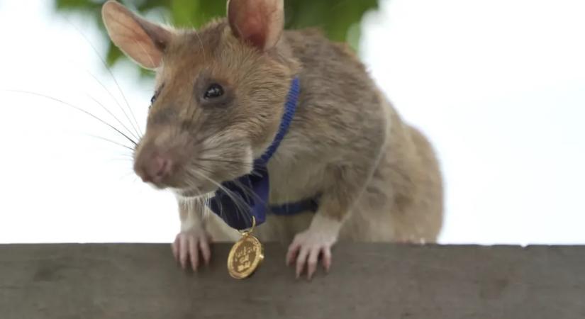 Aknakereső patkány tiszteletére avattak szobrot Kambodzsában