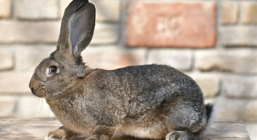 A nyuszi nem ünnepi kellék!