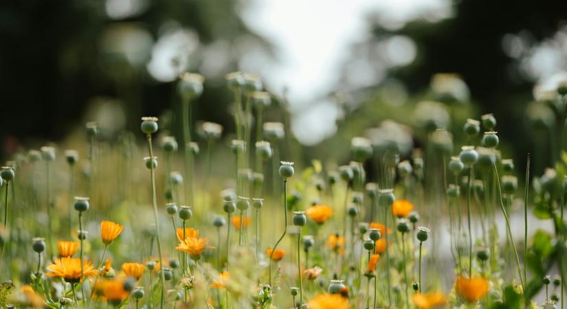 Időjárás 2026. április 6.: Újabb hidegfront közelíti hazánkat