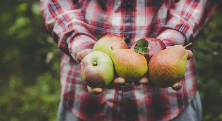 Több alma és körte maradt Európa hűtőházaiban