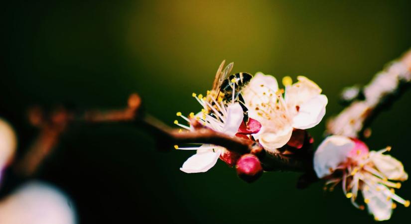 Kajszibarack metszése: most dőlhet el az idei termés sorsa