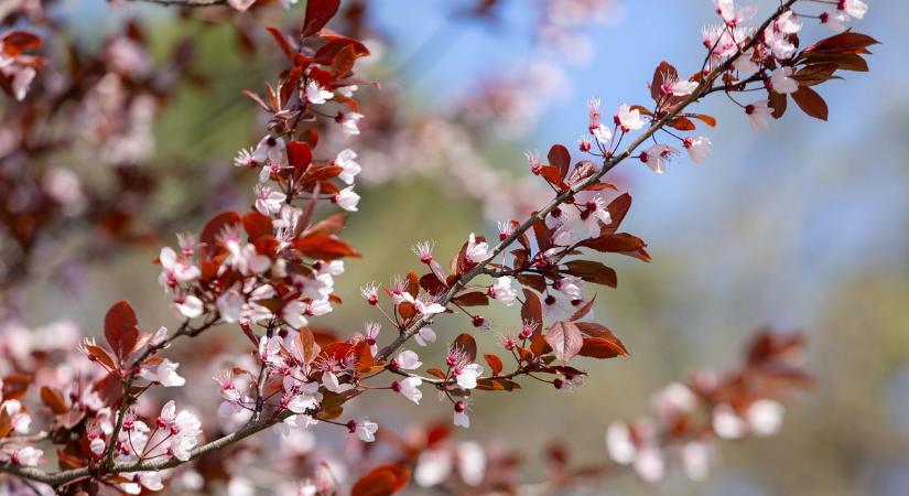 Tavaszi idővel búcsúzik a Húsvét