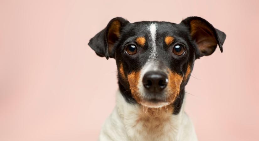 Így beszél hozzád a kutyád – ezekkel a jelekkel kommunikál veled