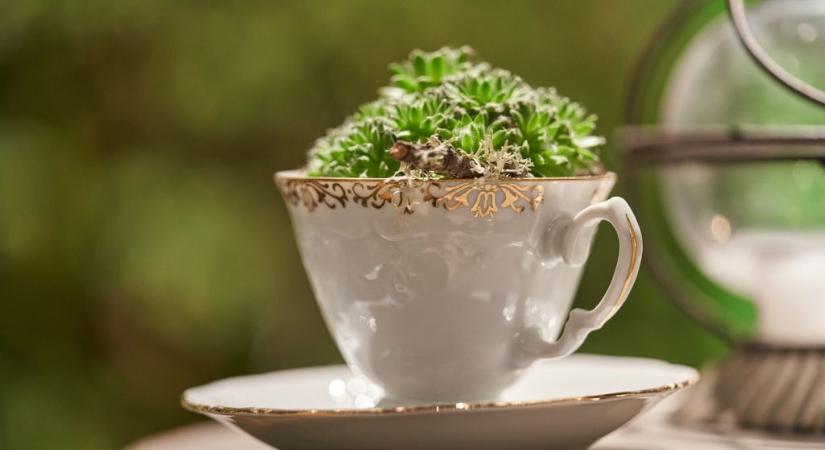 Egyre többen tesznek ki régi csészéket a kertbe, nem véletlenül