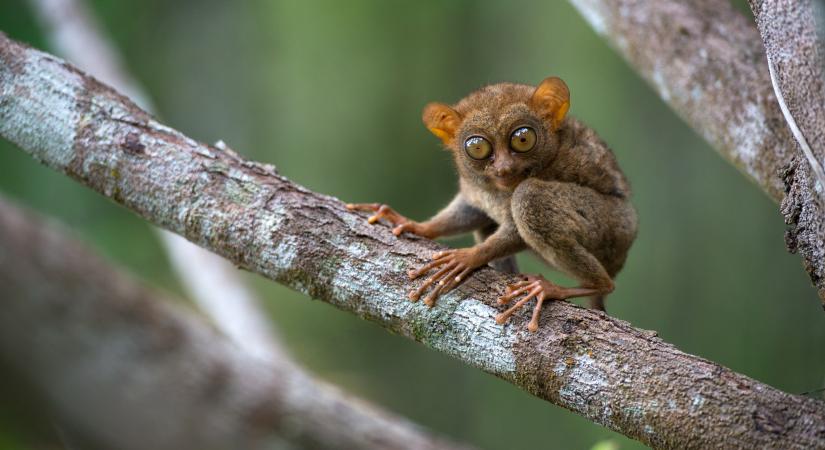 Koboldmaki, vízimedve, csíkos kerente – tényleg létezik ilyen állat?