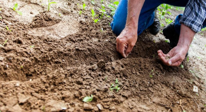 Ezért nem kel ki a vetőmag - a hiba sokszor a talajban van