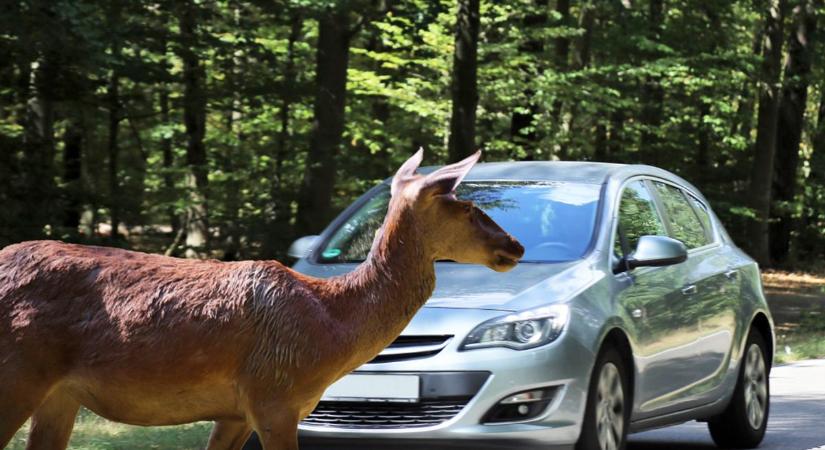 Egyre több a vad az utakon Ásotthalomnál, komoly veszélyre figyelmeztetnek