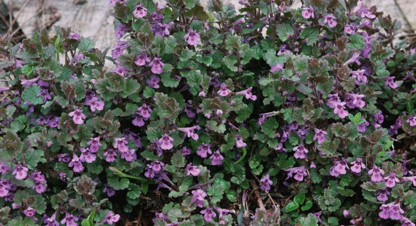 A legtöbben gyomként irtják, pedig a legolcsóbb gyógyszer