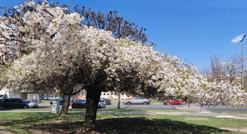 Virágba borult fák mindenhol, ilyen fotókat küldtek az olvasók  videó