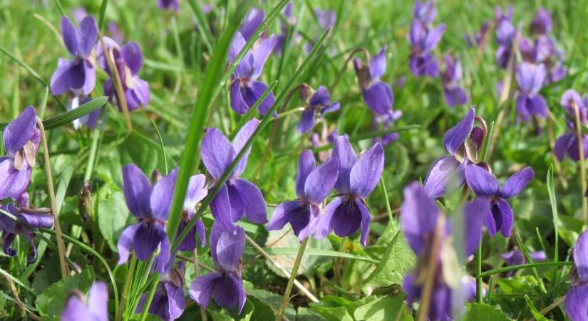 Ibolyát szedni tavasszal? Jó ötlet, de nem mindegy, honnan