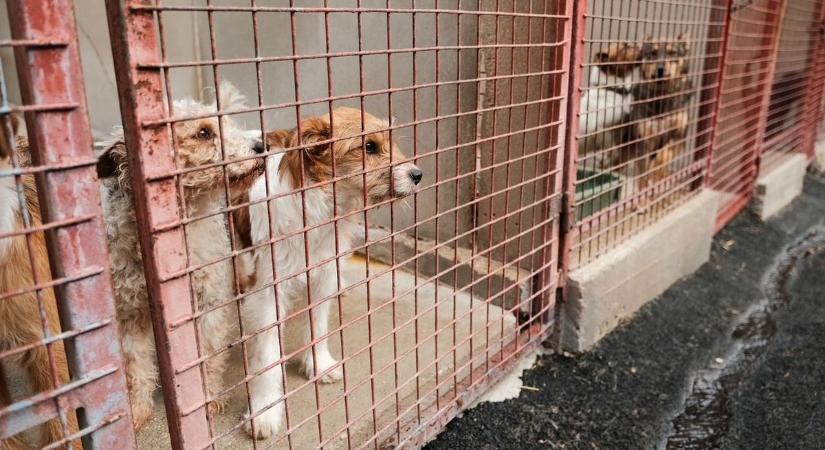 Elfogyott a táp, de jött a segítség – megmozdultak a zalaiak a menhelyi kutyákért