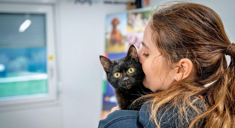 Elindult a macska- és kutyajogsi program! Szuper kezdeményezés a kisállatbarátoknak